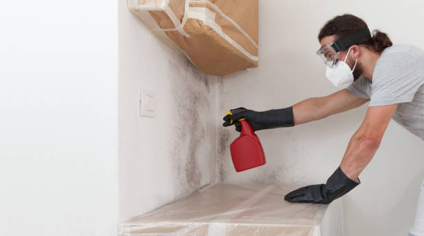 Basement Mold Remediation treatment on basement walls in Schoolcraft