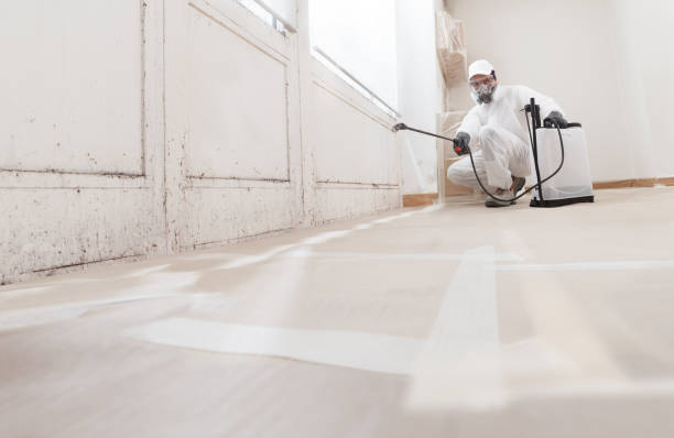 Black mold remediation team in Schoolcraft