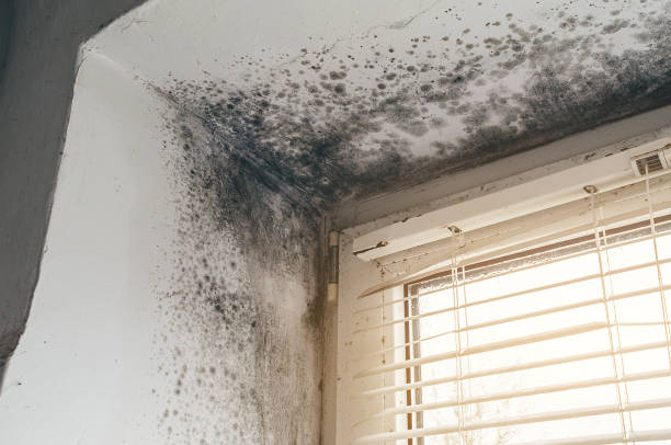 Mold Removal service in Schoolcraft